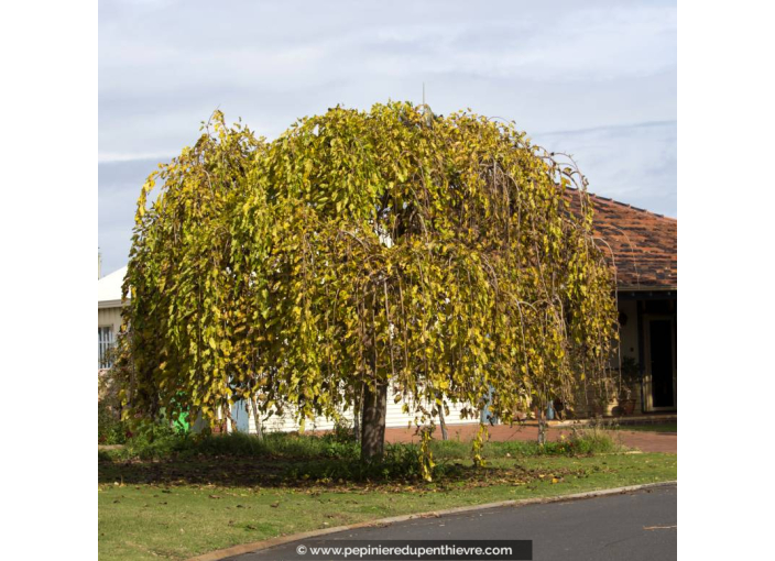 MORUS alba 'Pendula'