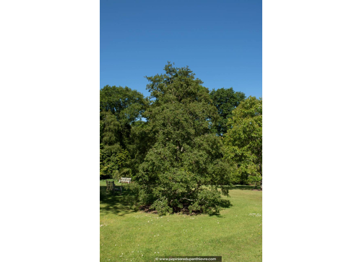 NOTHOFAGUS antarctica