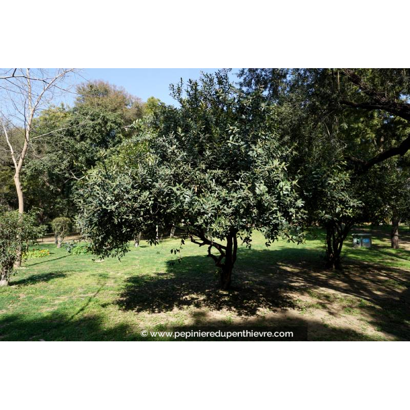 OLEA europaea 'Cipressino'