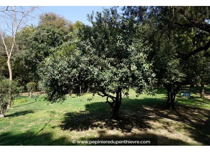 OLEA europaea 'Cipressino'