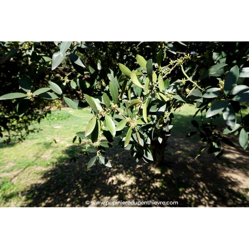 Olivier Cipressino - Arbre Fruitier 3 Ans Hauteur Jusqu'à 160 Cm - Variété Italienne Pour Huile D'Olive