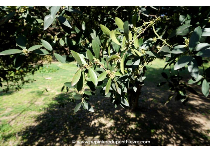 OLEA europaea 'Cipressino' OLEA europaea 'Cipressino'