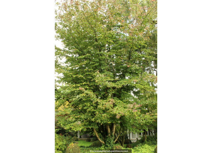 PARROTIA persica 'Vanessa' PARROTIA persica 'Vanessa'