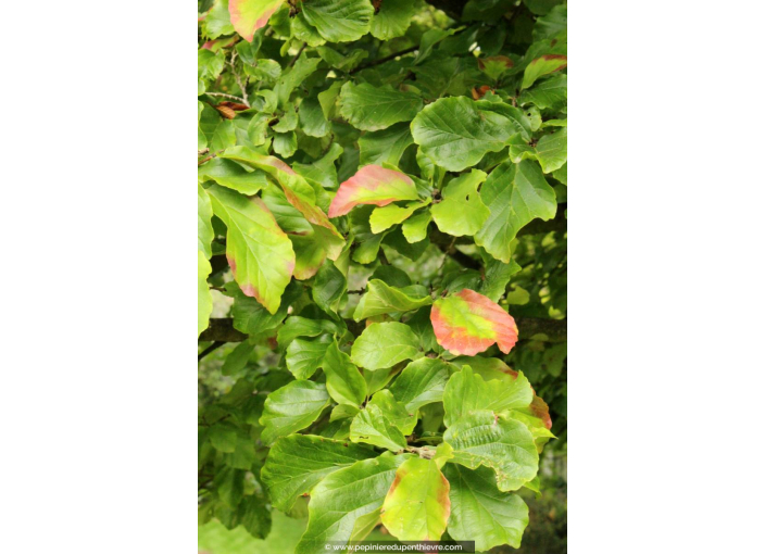 PARROTIA persica 'Vanessa' PARROTIA persica 'Vanessa'