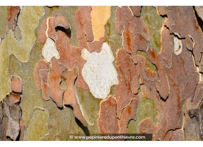 PLATANUS x acerifolia