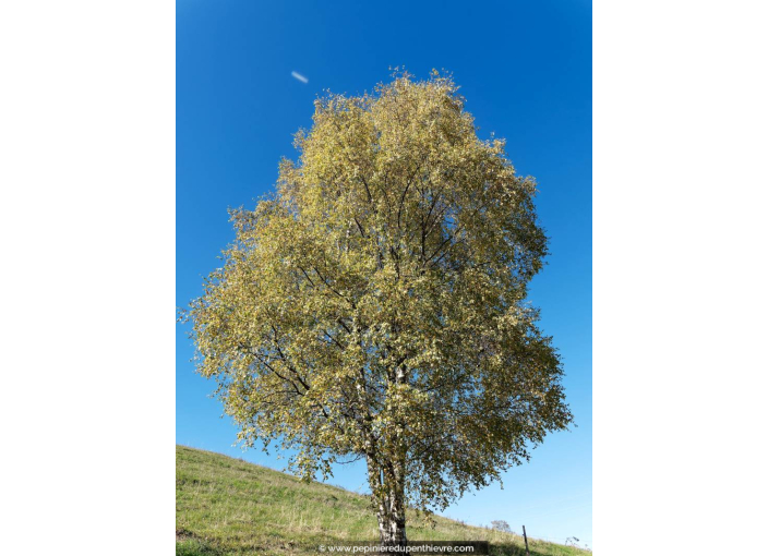 POPULUS tremula