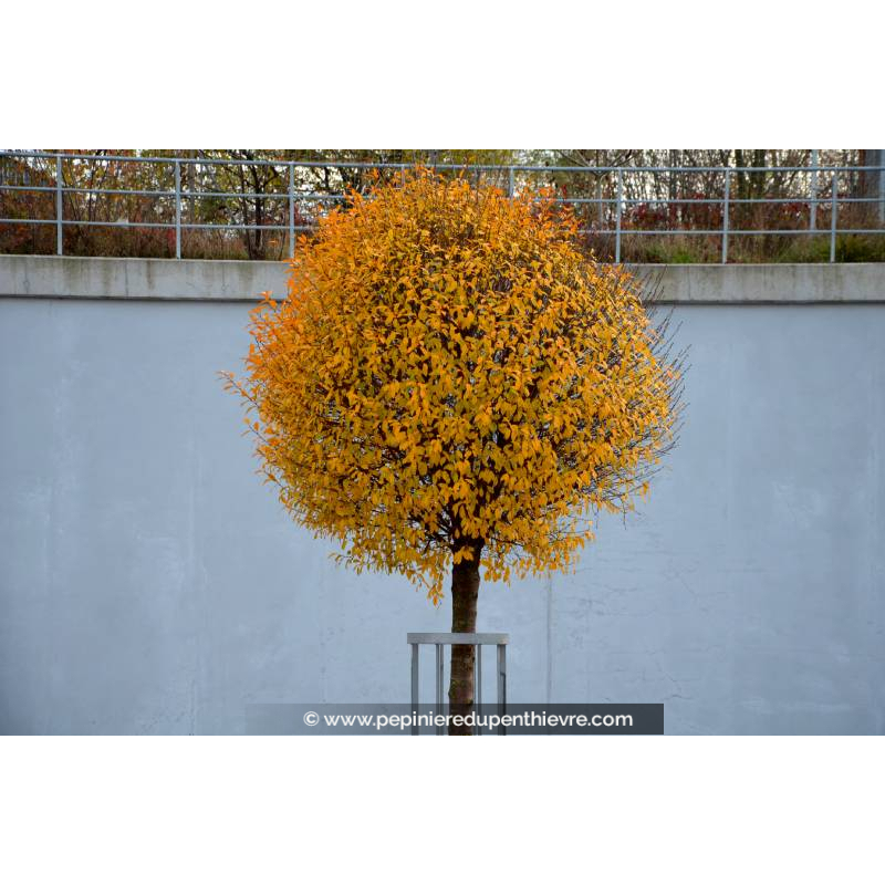 PRUNUS fruticosa 'Globosa'