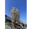 PRUNUS serrulata 'Amanogawa'