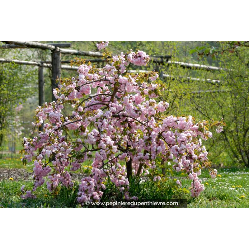 PRUNUS serrulata 'Kiku Shidare Zakura'