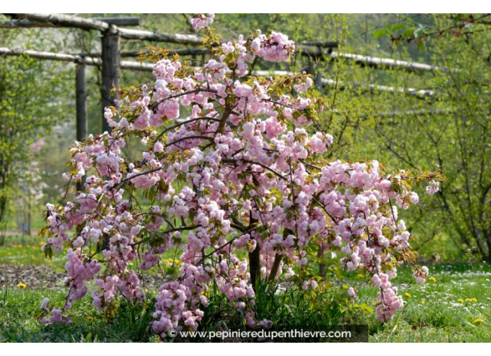 PRUNUS serrulata 'Kiku Shidare Zakura'