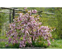 PRUNUS serrulata 'Kiku Shidare Zakura'