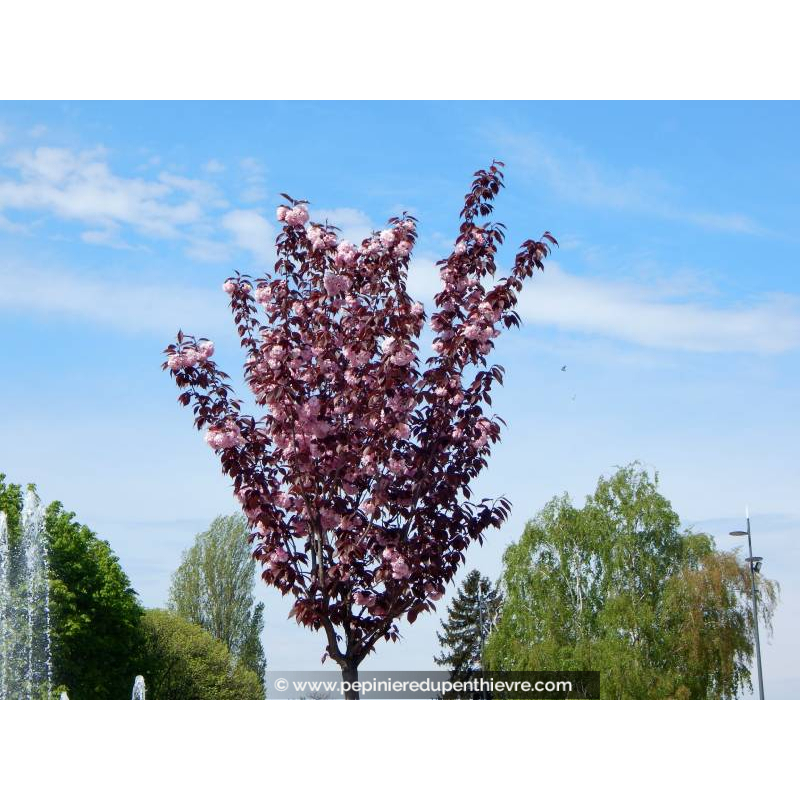 PRUNUS serrulata 'Royal Burgundy'