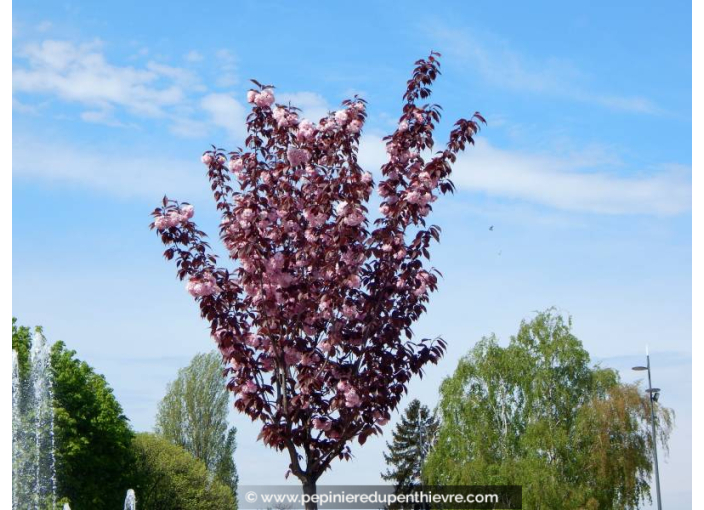 PRUNUS serrulata 'Royal Burgundy'