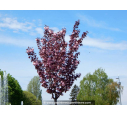PRUNUS serrulata 'Royal Burgundy'