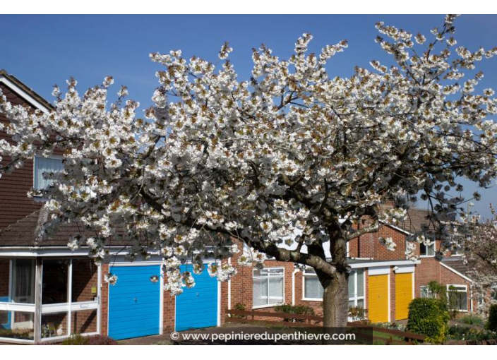 PRUNUS serrulata 'Taihaku''