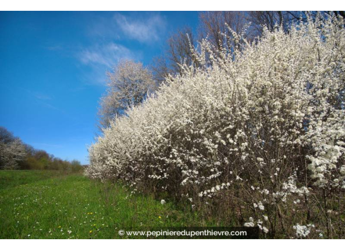 PRUNUS spinosa