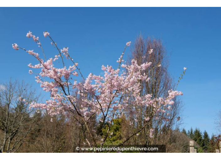 PRUNUS subhirtella 'Autumnalis Rosea' - Printemps