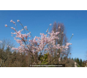 PRUNUS subhirtella 'Autumnalis Rosea' - Printemps