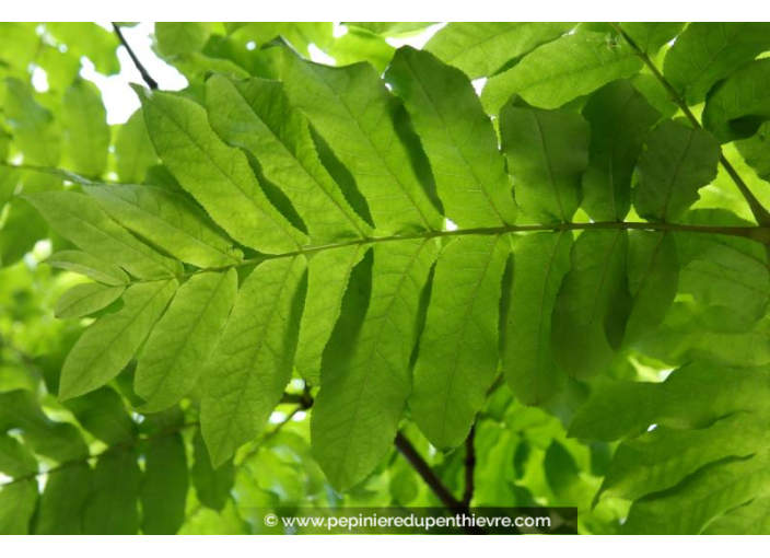PTEROCARYA fraxinifolia