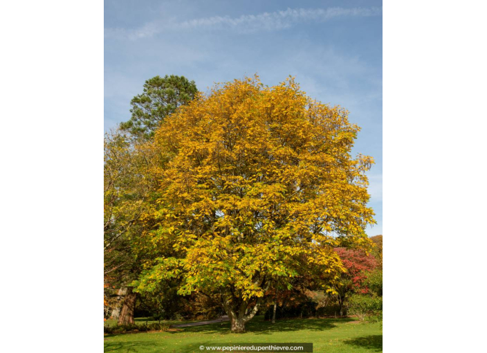 PTEROCARYA fraxinifolia