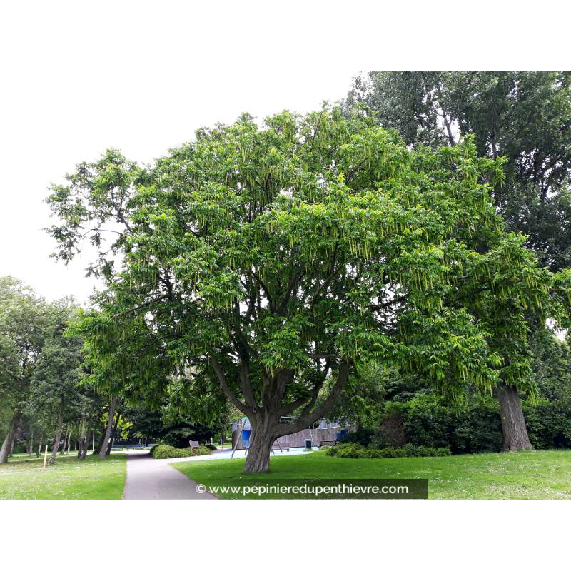 PTEROCARYA fraxinifolia