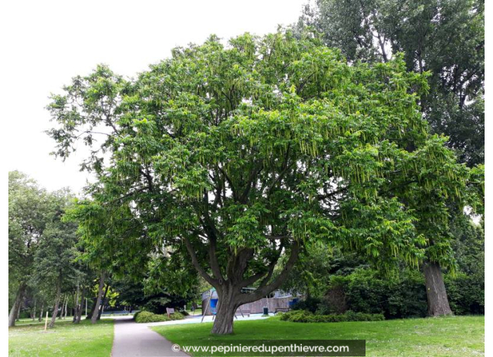 PTEROCARYA fraxinifolia