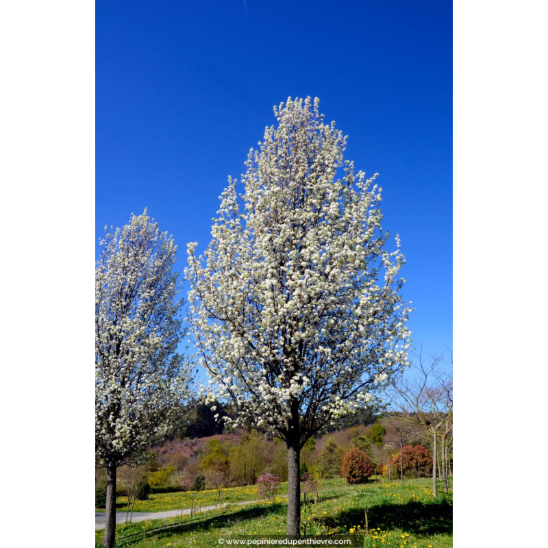 PYRUS calleryana 'Chanticleer' - Printemps