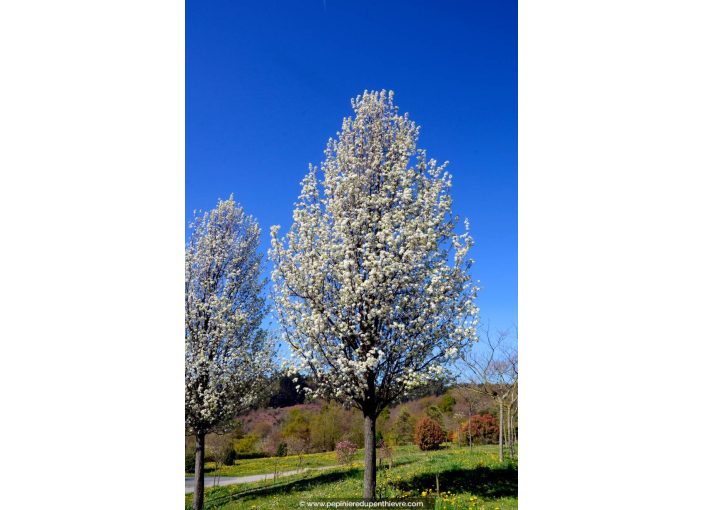 PYRUS calleryana 'Chanticleer' - Printemps