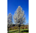 PYRUS calleryana 'Chanticleer' - Printemps