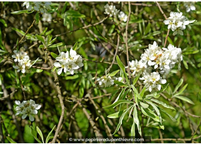 PYRUS salicifolia 'Pendula'