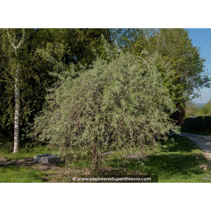 PYRUS salicifolia 'Pendula'