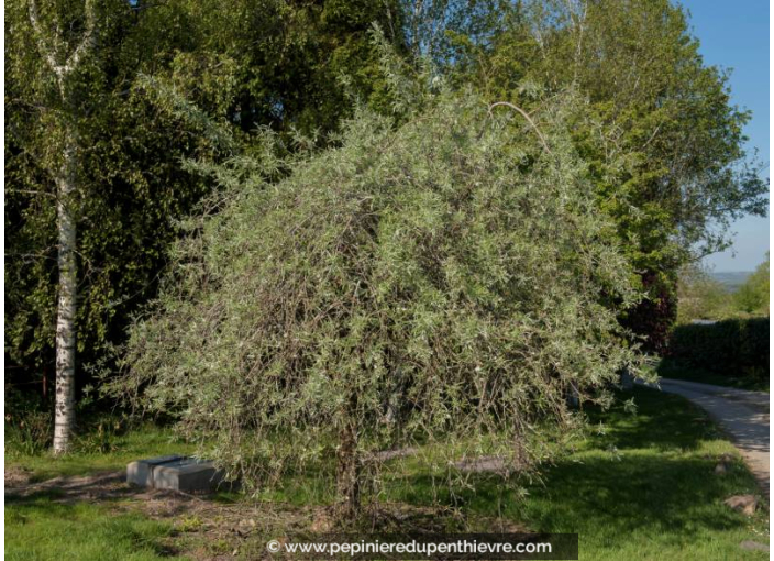 PYRUS salicifolia 'Pendula'