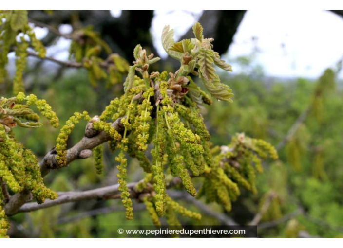 QUERCUS frainetto