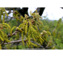 QUERCUS frainetto