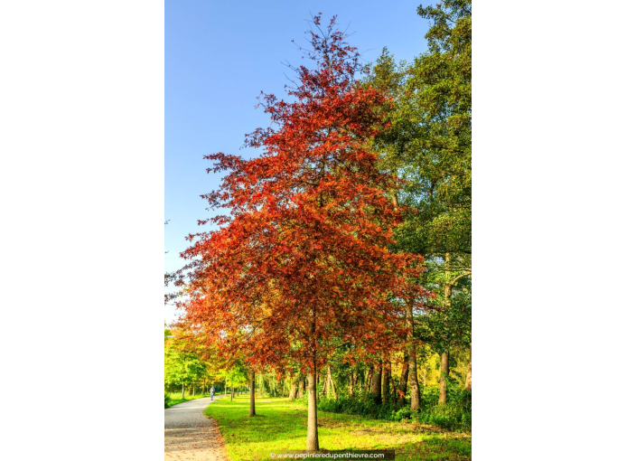 QUERCUS palustris