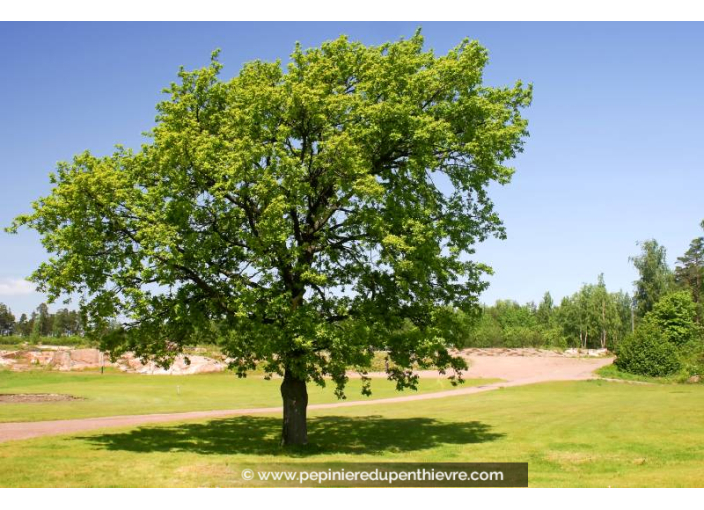 QUERCUS robur