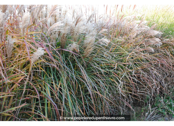 MISCANTHUS sinensis 'Kaskade' MISCANTHUS sinensis 'Kaskade'