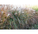 MISCANTHUS sinensis 'Kaskade' MISCANTHUS sinensis 'Kaskade'