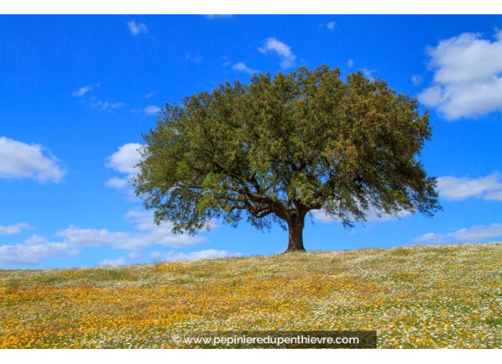 QUERCUS suber