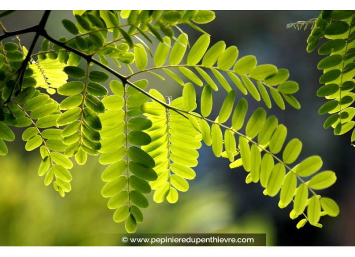 ROBINIA pseudoacacia