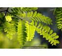 ROBINIA pseudoacacia