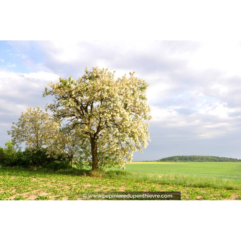 ROBINIA pseudoacacia