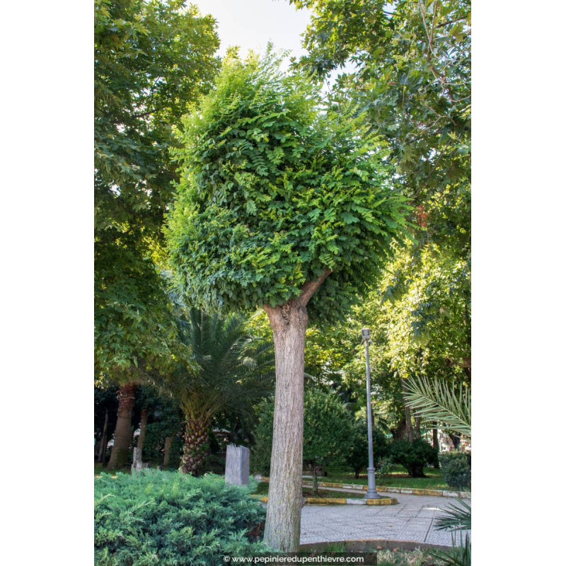 ROBINIA pseudoacacia 'Umbraculifera'