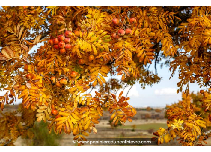 SORBUS domestica SORBUS domestica