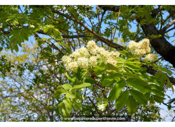 SORBUS domestica SORBUS domestica