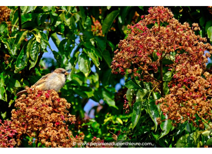 TETRADIUM daniellii - Été