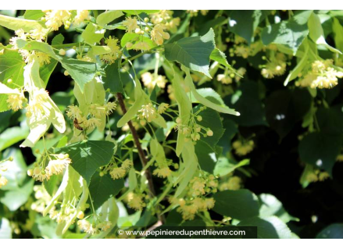 TILIA cordata 'Greenspire'