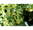 TILIA cordata 'Greenspire'