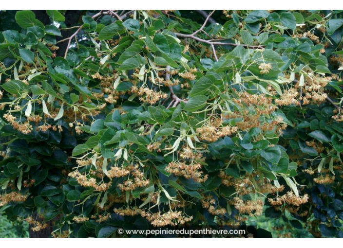 TILIA x europaea 'Euchlora'