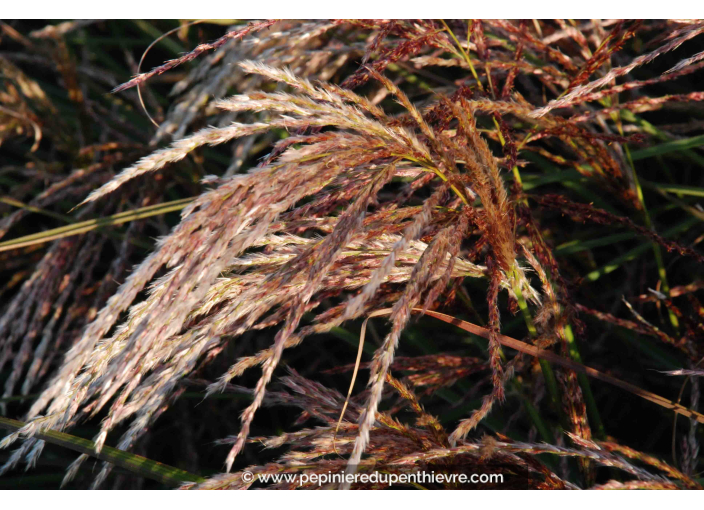 MISCANTHUS sinensis 'Kaskade' MISCANTHUS sinensis 'Kaskade'
